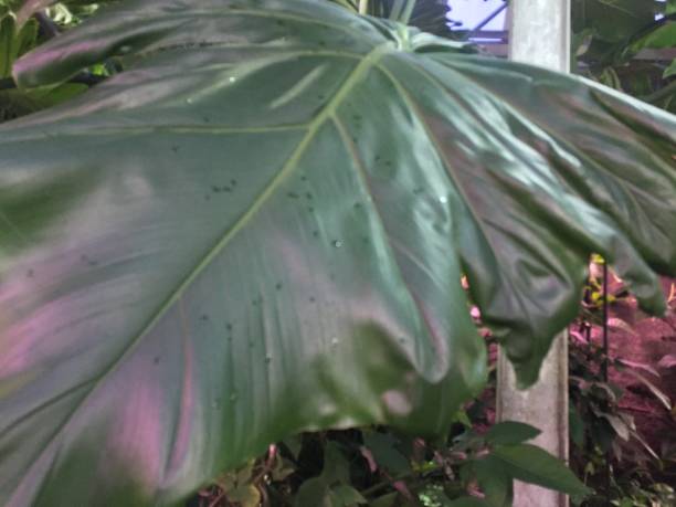 istock Plants,Tropical,Botany,Biology 1073113974