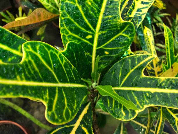 istock Plants,Tropical,Botany,Biology 1073119390