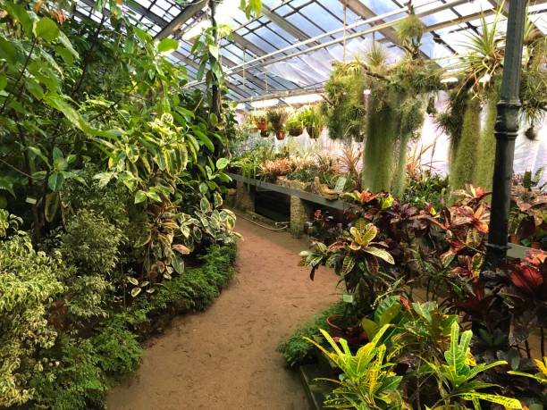 istock Plants,Tropical,Botany,Biology 1073119436