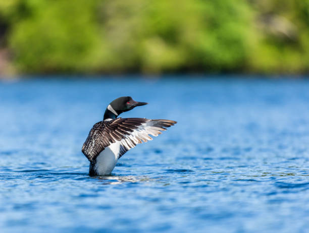 Common loon in a lake in northern Quebec Canada. Common Loon breaching the water after having been in search of fish. This shot was taken on lac Creux northern Quebec Canada. Here you can see the incredible feather pattern these birds possess. loon bird stock pictures, royalty-free photos & images