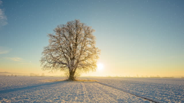 Time lapse shots of a single tree at sunrise in autumn and winter seasons. Shoot in 8K resolution.