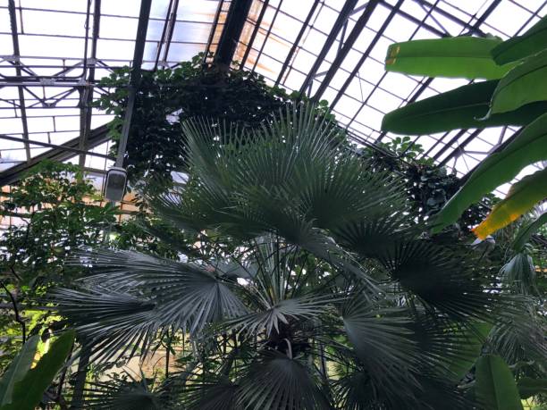 istock Plants,Tropical,Botany,Biology 1073123962