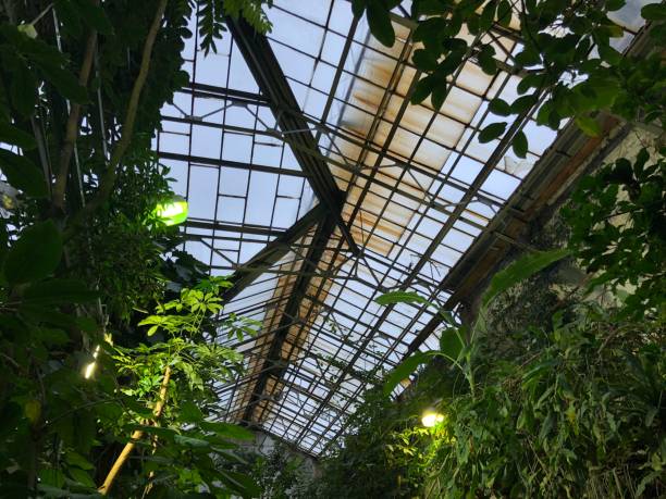 istock Plants,Tropical,Botany,Biology 1073124070