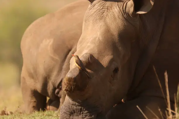 Red-Billed Oxpecker on a White Rhino