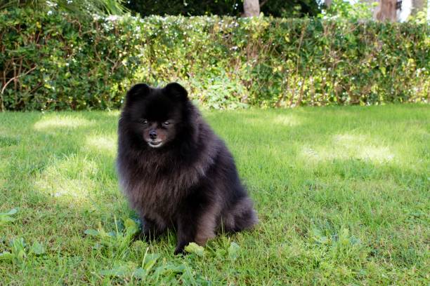 istock Black pomeranian spitz sits on the grass, fluffy cute dog 1073124274
