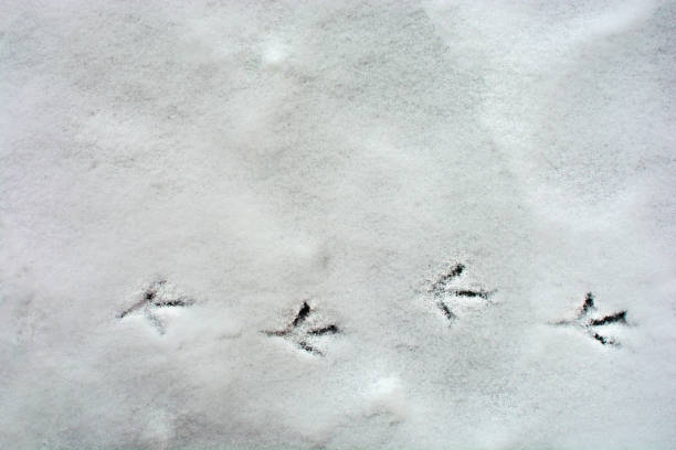istock Footprints of birds in the snow on a horizontal line 1073126976