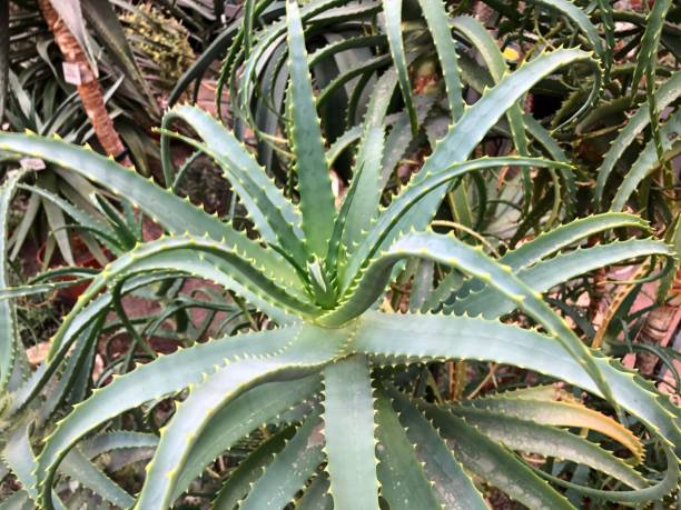 istock Plants,Tropical,Botany,Biology 1073127824