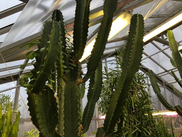 istock Plants,Tropical,Botany,Biology 1073129194