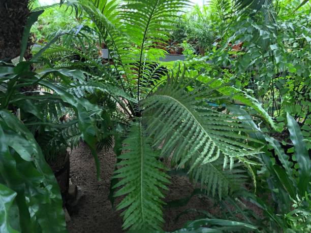 istock Plants,Tropical,Botany,Biology 1073129400