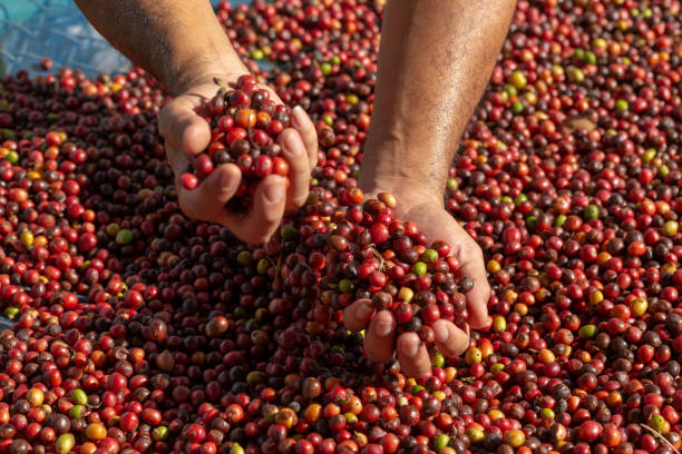 istock Fresh Arabica Red Coffee beans berries in hand and Drying Process 1073129606