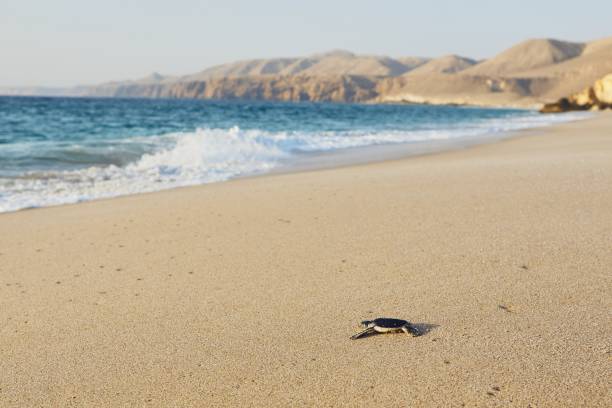 neugeborenen meeresschildkröte - turtle young animal beach sea life stock-fotos und bilder