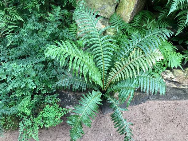 istock Plants,Tropical,Botany,Biology 1073130648