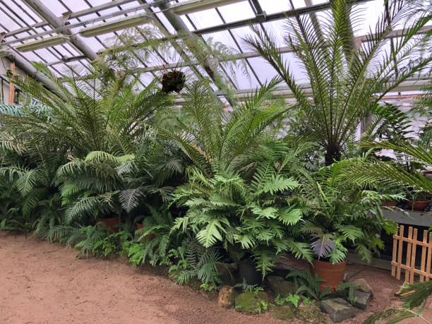 istock Plants,Tropical,Botany,Biology 1073131188
