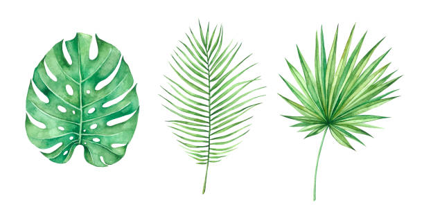istock Tropical leaves set, monstera plant, jungle leafs isolated elements on the white background. 1073133432