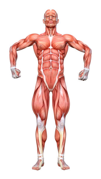istock 3D illustration male anatomy figure on white 1073134522