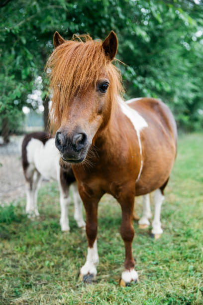 istock Pony horses on the farm 1073135330