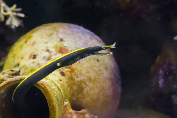murene die jonge lint, zwart en geel gekleurde beetje jong sipedon van de indo-pacific oceaan - paling nederland stockfoto's en -beelden
