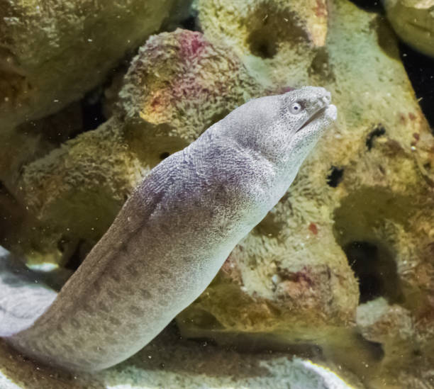reus wit met bruin gevlekte murene die voorkomt in close-up, een tropische vis slang die in hawaii leeft - paling nederland stockfoto's en -beelden