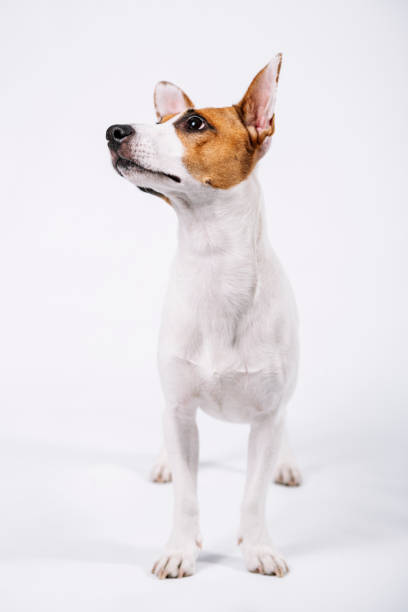 잭 러셀 초상화 - loyalty dog waist up studio shot 뉴스 사진 이미지