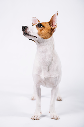Studio photography terriers for all applications. \nPortrait of Jack Russell terrier. \nPortrait of a dog. \nPet portrait.