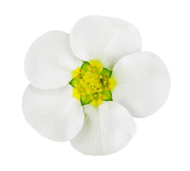 istock Strawberry flower isolated on a white background. 1073141820