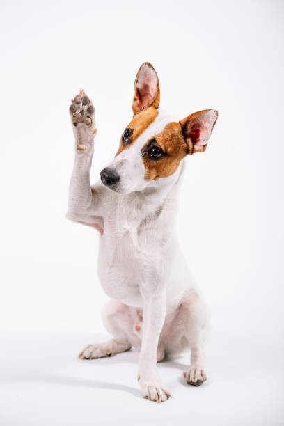 istock Jack Russell portrait - give me a five 1073141884