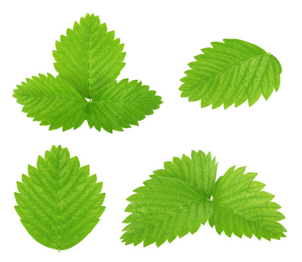 Set of strawberry leaves isolated on a white. Detailed retouch.