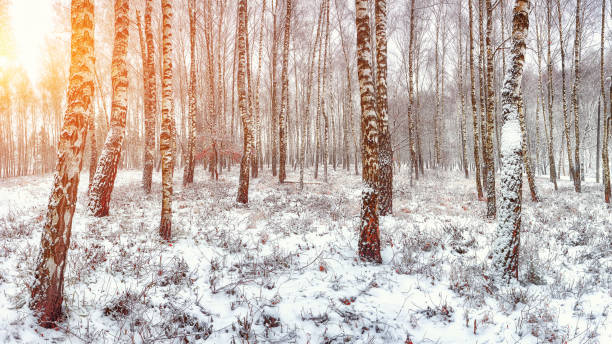 istock Sunset in the birch grove 1073146112