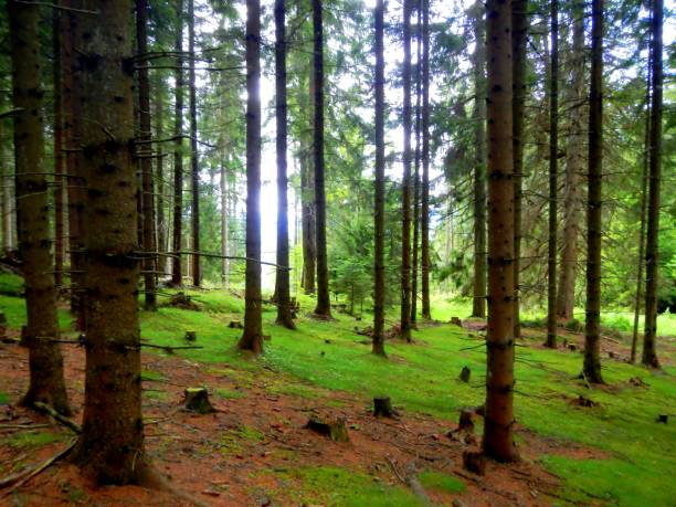 istock Lush Forest in Summer, Big Trees and Sunlight 1073146174