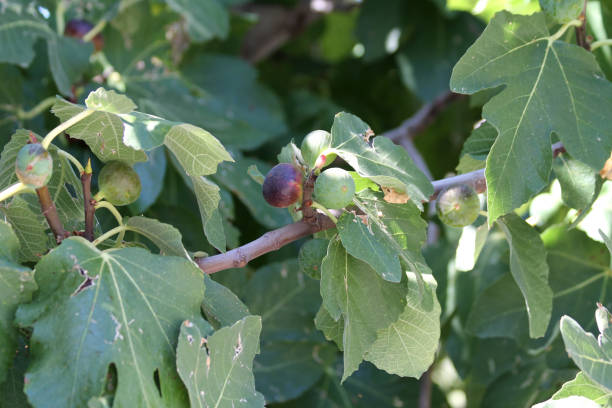 istock Green and purple figs on a branch 1073147542