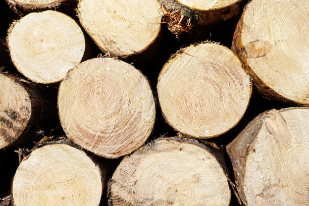istock Wooden background and natural wood 1073147892