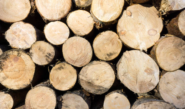 istock Wooden background and natural wood 1073147908
