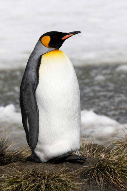 istock A king penguin rests on a small mound on Salisbury Plain on South Georgia in Antarctica 1073149808