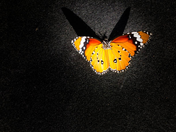 istock Monarch butterfly isolated on black background with sunlight shining 1073149852