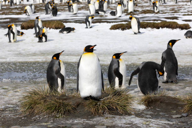 istock A king penguin rests on a small mound on Salisbury Plain on South Georgia in Antarctica 1073149984