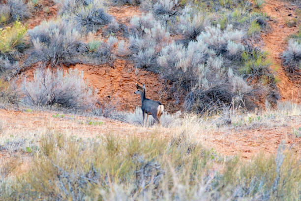 A wild mule deer at the Arches National Park in Utah, United States.