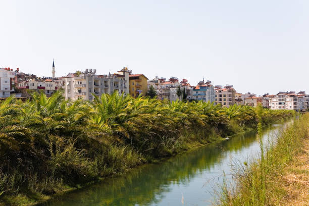 istock Exotic plants are reflected in the water. 1073154914