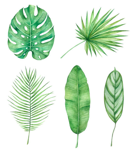 istock Tropical leaves set, monstera plant, jungle leafs isolated elements on the white background. 1073155558