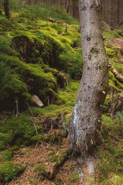 istock Roots covered with moss in the forest. Beautiful intertwining roots of trees covered with moss and greens in the forest. 1073156256