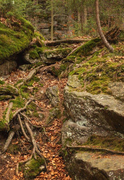 istock Roots covered with moss in the forest. Beautiful intertwining roots of trees covered with moss and greens in the forest. 1073156986