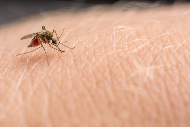 Mosquito stings the skin and sucks blood stinging insects bug bite photos stock pictures, royalty-free photos & images