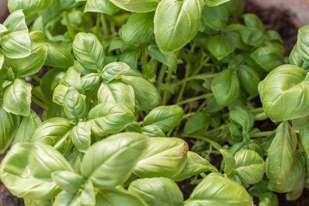 istock Fresh green basil as Mediterranean spice plant 1073160116