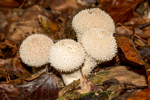 istock White Lycoperdon perlatum on the forest floor 1073160252