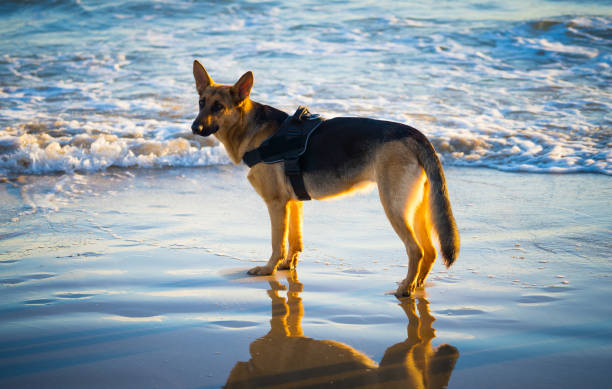 amazing portrait of one years old pet german shepherd dog walking next to the water at the beach with beautiful autumn sunset light in domestic animals healthy pets and dog friendly beach concept. - german sheppard imagens e fotografias de stock