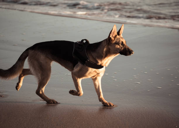 amazing portrait of one years old pet german shepherd dog walking next to the water at the beach with beautiful autumn sunset light in domestic animals healthy pets and dog friendly beach concept. - german sheppard imagens e fotografias de stock