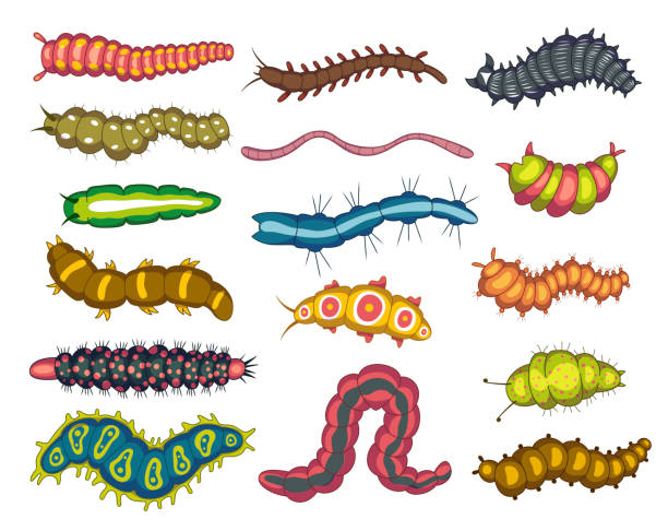 Worms and maggots insects, bright nature set Worms and maggots insects, bright nature set. Garden fauna. Vector flat style cartoon illustration isolated on white background fishing worm stock illustrations
