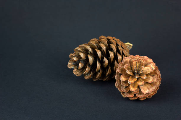 Brown pine cone on dark blue paper background