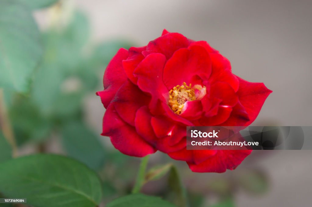 Foto de Flores Rosas Vermelhas Na Natureza Do Jardim A Flor Do Amor No Bom  Dia e mais fotos de stock de Amor - iStock