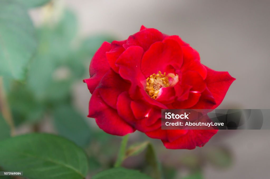 Foto de Flores Rosas Vermelhas Na Natureza Do Jardim A Flor Do Amor No Bom Dia e mais fotos de stock de Amor - iStock Foto de Flores Rosas Vermelhas Na Natureza Do Jardim A Flor Do Amor No Bom Dia e mais fotos de stock de Amor - iStock