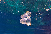 Environmental Issue underwater image of plastic pollution in the Ocean garbage patch